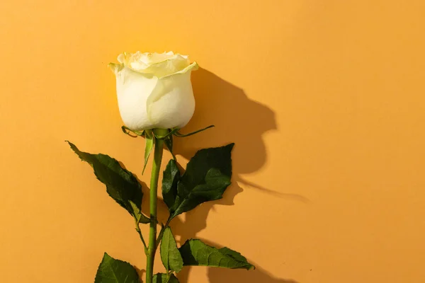 Beyaz Gül Çiçeği Turuncu Arka Planda Kopyalama Alanı Çiçek Bitki — Stok fotoğraf