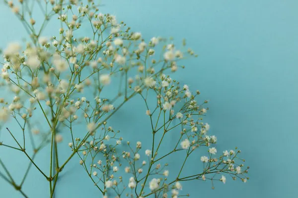 Birden Fazla Beyaz Çiçek Arka Planda Kopyalama Alanı Çiçekler Renk — Stok fotoğraf