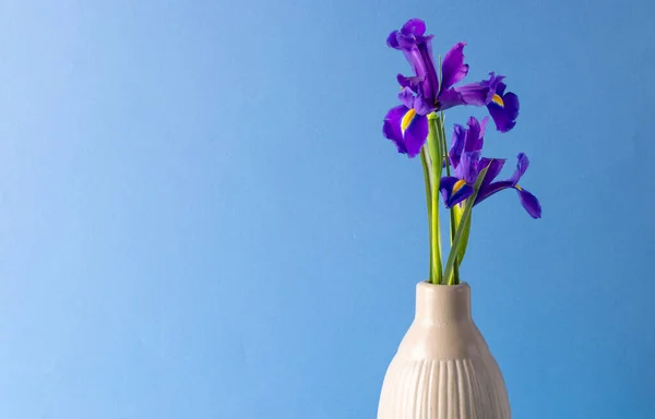 Vazodaki Mor Çiçekler Mavi Arkaplanda Kopyalama Alanı Çiçek Bitki Şekil — Stok fotoğraf