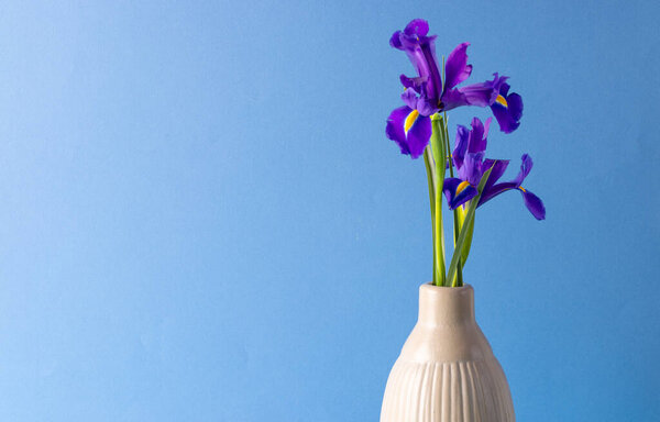Purple flowers in vase and copy space on blue background. Flower, plant, shape, nature and colour concept.