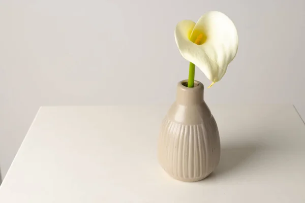 Vazodaki Kalia Çiçeği Beyaz Arka Plandaki Boşluğu Kopyalamak Çiçek Bitki — Stok fotoğraf