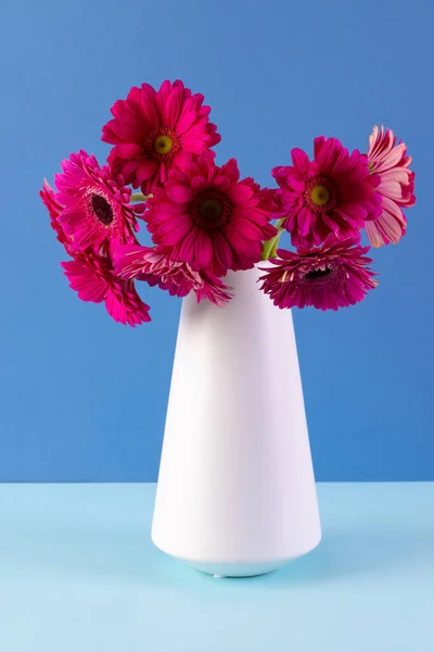Beyaz Vazodaki Pembe Gerbera Çiçeklerinin Dikey Görüntüsü Mavi Arkaplandaki Boşluğu — Stok fotoğraf