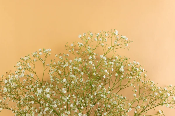 Mehrere Weiße Blumen Und Kopierfläche Auf Dem Hintergrund Blumen Und — Stockfoto
