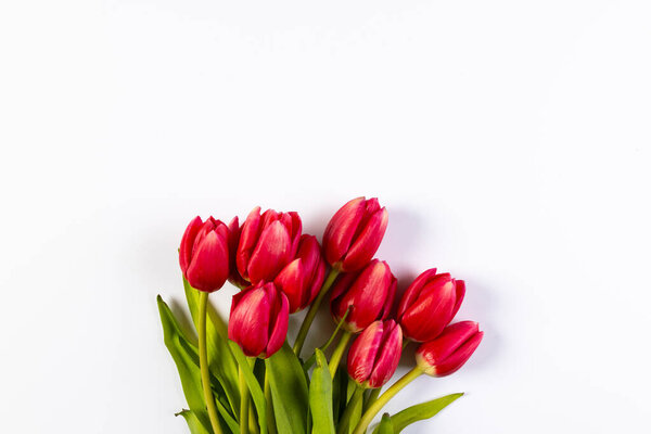 Bunch of red tulips with copy space on white background. Flower, plant, shape, nature and colour concept.
