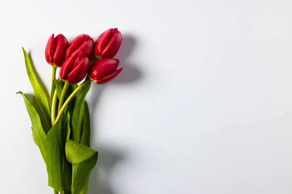 Manojo Tulipanes Rojos Con Espacio Para Copiar Sobre Fondo Blanco — Foto de Stock