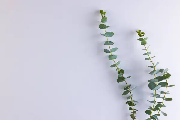 Yapraklı Yeşil Bitki Dalları Beyaz Arka Planda Kopyalama Alanı Bitki — Stok fotoğraf