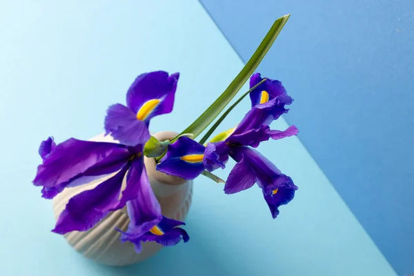Lila Blumen Der Vase Und Kopierraum Auf Blauem Hintergrund Blume — Stockfoto