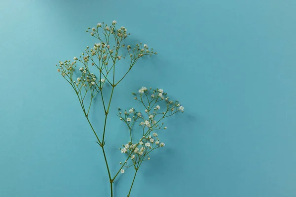 Meerdere Witte Bloemen Kopieer Ruimte Achtergrond Bloemen Kleur Concept — Stockfoto