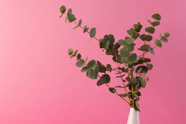 Yapraklı Yeşil Bitki Dalları Pembe Arka Planda Kopyalama Alanı Bitki — Stok fotoğraf