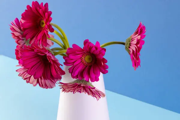 Roze Gerbera Bloemen Witte Vaas Kopieer Ruimte Blauwe Achtergrond Bloem Stockfoto