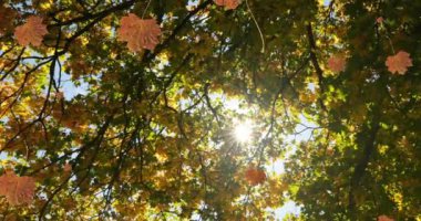 Sonbahar yapraklarının animasyonu ağaçların arasından parlayan güneş ışığına karşı düşüyor. Sonbahar ve sonbahar mevsimi konsepti