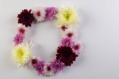 Beyaz, pembe ve mor çiçekler daire oluşturuyor ve beyaz arkaplanda boşluğu kopyalıyor. Çiçek, bitki, şekil, doğa ve renk kavramı.