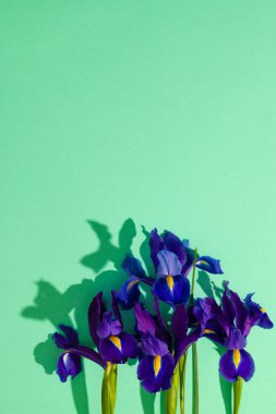 Yeşil arkaplanda kopyalama alanı olan mor çiçeklerin dikey görüntüsü. Çiçek, bitki, şekil, doğa ve renk kavramı.
