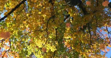 Sonbahar yapraklarının animasyonu ağaçların ve gökyüzünün alçak açısına doğru düşüyor. Sonbahar ve sonbahar mevsimi konsepti