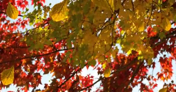 木や空を眺めている秋の葉のアニメーション 秋と秋の季節のコンセプト — ストック動画