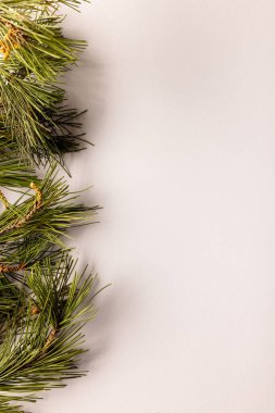 Beyaz arkaplanda kopya alanı olan Noel ağacı dallarının dikey görüntüsü. Noel, dekorasyon, gelenek ve kutlama konsepti.