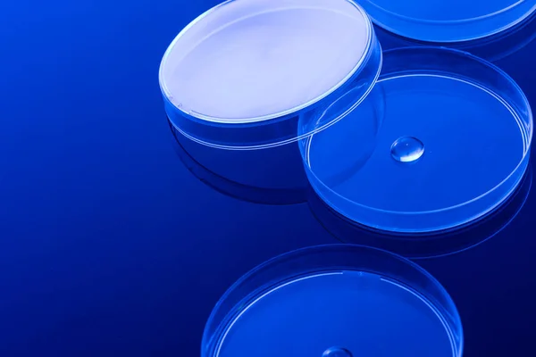 Close up of laboratory dishes with liquid and copy space on blue background. Laboratory, science, research and chemistry concept.