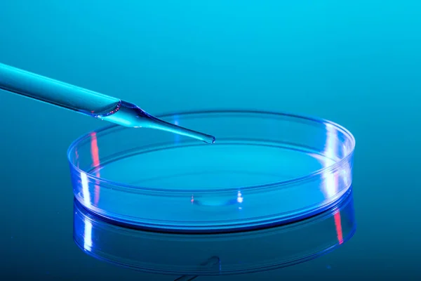 Close up of pipette and laboratory dish with liquid and copy space on blue background. Laboratory, science, research and chemistry concept.
