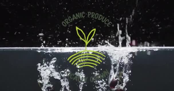Animazione Prodotti Biologici Testo Frutta Che Cade Fondo Acqua Mangiare — Video Stock