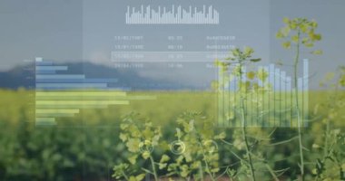 Kırsal kesimde finansal veri işleme animasyonu. Küresel çevre, finans, iş, bağlantılar, hesaplama ve veri işleme kavramı dijital olarak oluşturulmuş video.