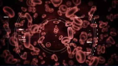 Covid virüs hücresinin animasyonu ve kırmızı kan hücreleri üzerinde işlenen veri. Küresel salgın, bağlantılar, hesaplama ve veri işleme kavramı dijital olarak oluşturulmuş video.