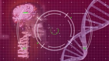 DNA dizilimi, insan beyni ve bilimsel veri işleme animasyonu. Küresel bilim, hesaplama, veri işleme ve bağlantılar konsepti dijital olarak oluşturulmuş video.