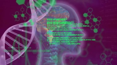 DNA dizilimi, insan beyni ve bilimsel veri işleme animasyonu. Küresel bilim, hesaplama, veri işleme ve bağlantılar konsepti dijital olarak oluşturulmuş video.