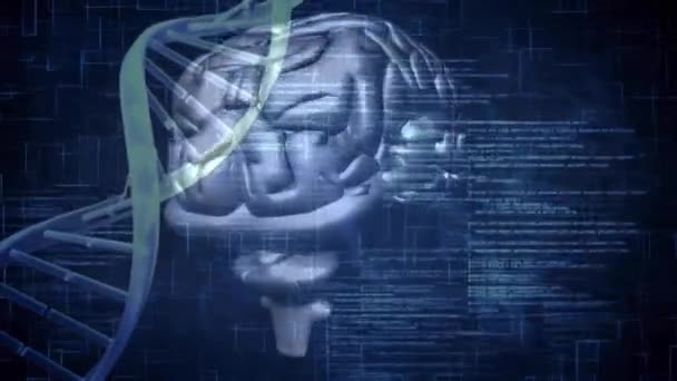 Animatie Van Menselijke Hersenen Dna Streng Gegevensverwerking Mondiale Wetenschap Onderzoek — Stockvideo