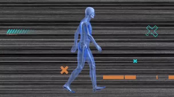 Animação Formas Esqueleto Humano Digital Andando Sobre Linhas Sobre Fundo — Vídeo de Stock