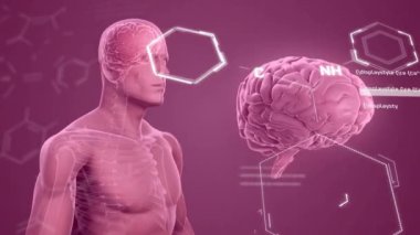 İnsan beyninin animasyonu ve bilimsel veri işleme. Küresel bilim, bağlantılar, hesaplama ve veri işleme kavramı dijital olarak oluşturulmuş video