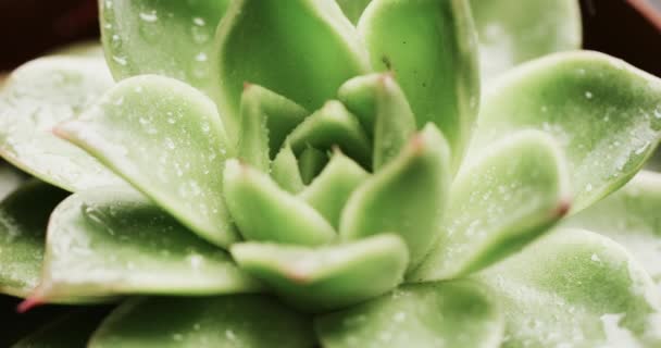 Detailní Záběr Šťavnaté Rostliny Kapkami Vody Masitých Zelených Listech Kopírovacím — Stock video