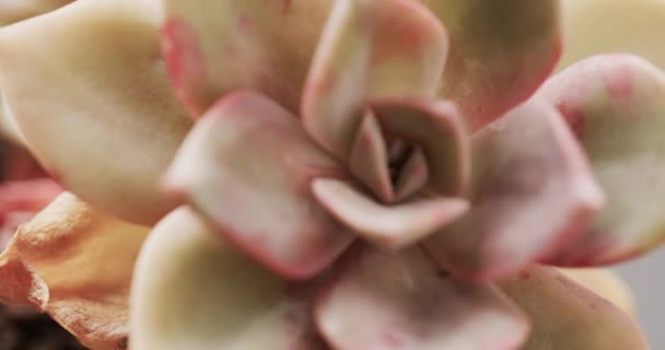 Közelkép Egy Zamatos Növényről Amely Húsos Leveleit Lágy Rózsaszín Árnyalattal — Stock videók
