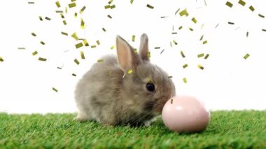 Beyaz arka planda yumurta ve tavşanın üzerine düşen konfeti animasyonu. Paskalya ve kutlama konsepti, dijital olarak üretilen video.