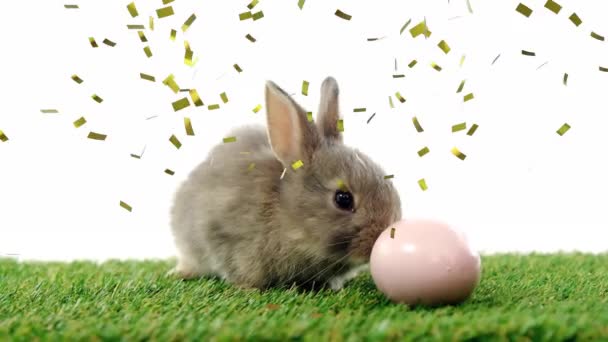 Animacja Konfetti Spadającego Królika Jajkiem Białym Tle Koncepcja Wielkanocy Uroczystości — Wideo stockowe