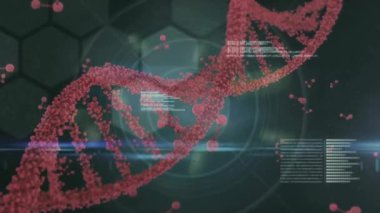 Siyah arkaplanda DNA ipliği üzerinde veri işleme animasyonu. Bilim, bilgisayar ve dijital arayüz kavramı dijital olarak oluşturulmuş video.