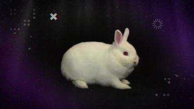Siyah arka planda tavşan üzerindeki şekillerin animasyonu. Paskalya ve kutlama konsepti, dijital olarak üretilen video.
