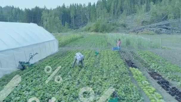Animering Procent Symboler Över Olika Jordbrukare Samla Grönsaker Trädgården Global — Stockvideo
