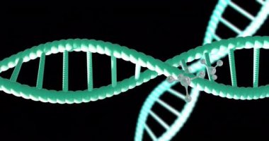 Siyah arkaplanda fotokopi uzayıyla dönen DNA iplikçiklerinin animasyonu. Küresel bilim, araştırma ve veri işleme kavramı dijital olarak oluşturulmuş video.