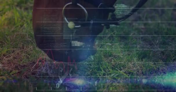 馬が草を食べる上での金融データ処理のアニメーション ホース ビジネス コネクション コンピューティング データ処理のコンセプトをデジタル生成したビデオ — ストック動画