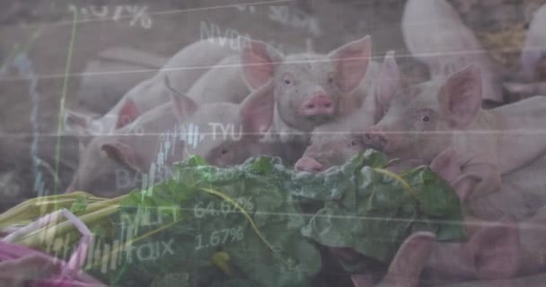 Animação Processamento Dados Financeiros Sobre Leitões Conceito Global Agricultura Negócios — Vídeo de Stock