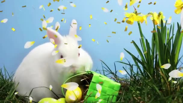 Animación Confeti Sobre Conejo Blanco Con Cesta Narcisos Sobre Fondo — Vídeos de Stock