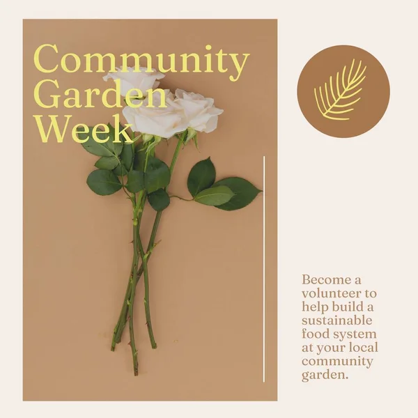 Composition of community garden week text over white roses. Community garden week, gardening and leisure time concept digitally generated image.