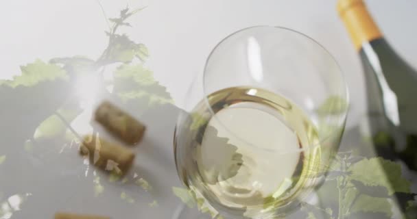 ワインのボトル 白ワインのグラス ブドウ園の背景にコルクの合成 ワイン アルコールのコンセプト — ストック動画