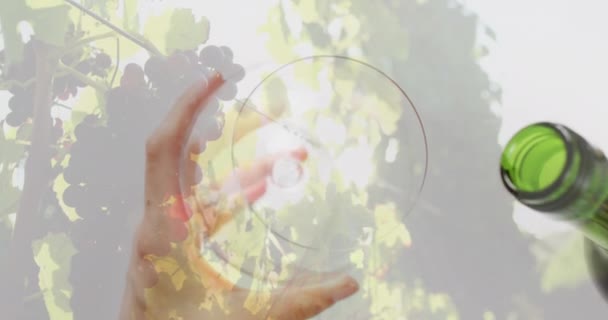 Rotweinkomposit Das Über Weinberg Auf Weißem Hintergrund Glas Gegossen Wird — Stockvideo
