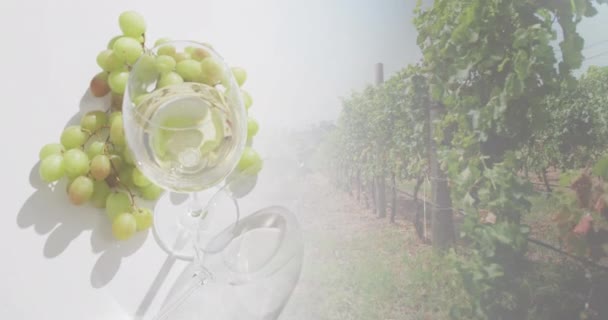 白葡萄酒 葡萄与白底葡萄园的混合物 酒和酒精概念 — 图库视频影像
