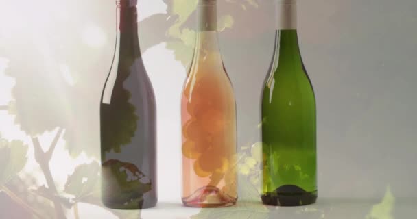 在葡萄园的背景上 混合了红葡萄酒 玫瑰酒和白葡萄酒 酒和酒精概念 — 图库视频影像