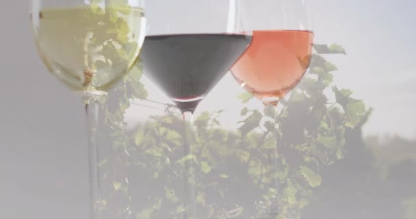 Kompozycja Kieliszków Białego Różowego Czerwonego Wina Tle Winnicy Koncepcja Wina — Wideo stockowe