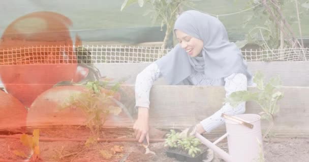 Biracial Kvinna Hijab Gräva Och Vattna Grönsaker Trädgården Trädgårdsskötsel Över — Stockvideo