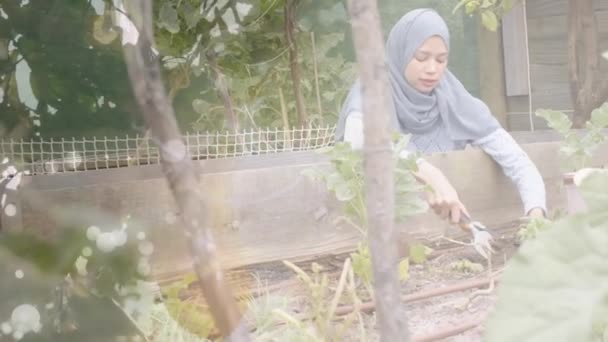 Animering Blad Över Biracial Kvinna Hijab Trädgårdsarbete Hobby Livsstil Hushållsliv — Stockvideo