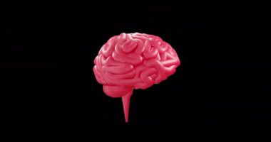 Siyah arka planda dönen yeşil ve kırmızı insan beyninin animasyonu. Küresel bilim, tıp, bağlantılar, hesaplama ve veri işleme kavramı dijital olarak oluşturulmuş video.